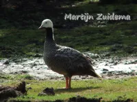 Keizergans [Anser canagicus]